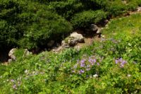 2015-07-04_2Sonnjoch (375)b.JPG